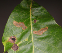 Cameraria caryaefoliella