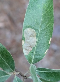 Cameraria fletcherella