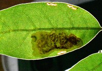 Cameraria fletcherella