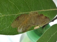 Cameraria fletcherella