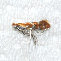 Cameraria fletcherella