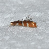 Cameraria fletcherella