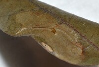 Cameraria fletcherella