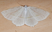 Campaea perlata