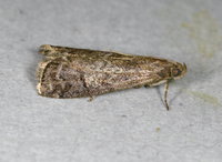 Canarsia ulmiarrosorella