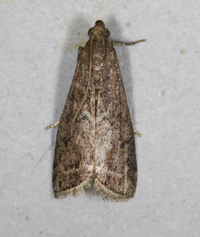 Canarsia ulmiarrosorella