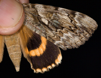 Catocala cerogama