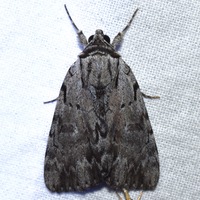 Catocala gracilis