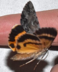 Catocala gracilis
