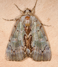 Catocala grynea
