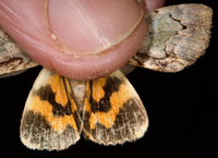 Catocala grynea
