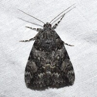 Catocala jair