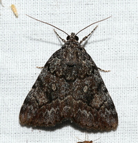 Catocala jair