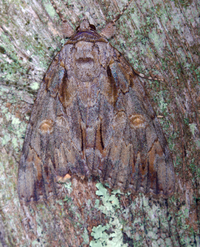 Catocala neogama