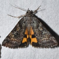 Catocala similis