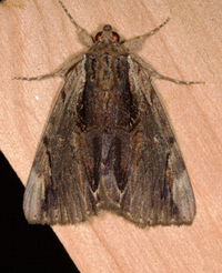 Catocala ultronia