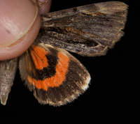 Catocala ultronia