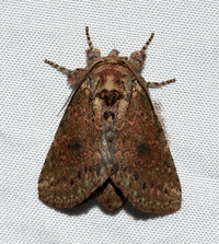 Cecrita biundata