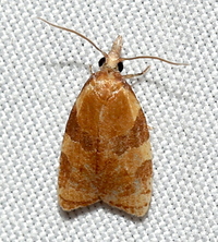 Cenopis diluticostana