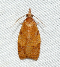 Cenopis directana