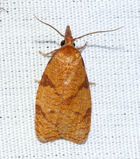 Cenopis directana