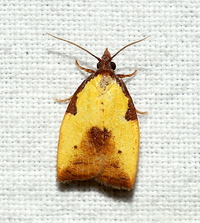 Cenopis lamberti