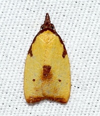 Cenopis lamberti