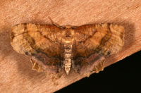 Cepphis armataria