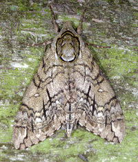 Ceratomia undulosa