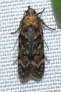 Chionodes thoraceochrella