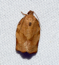 Choristoneura rosaceana