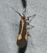 Cisthene packardii