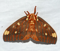 Citheronia regalis