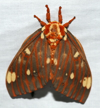 Citheronia regalis