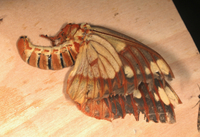 Citheronia regalis