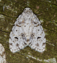 Clemensia albata