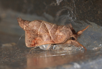 Clostera inclusa