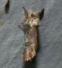 Coelodasys unicornis