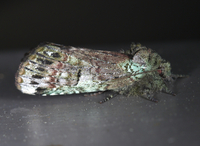 Coelodasys unicornis