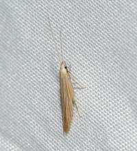Coleophora unidentified species