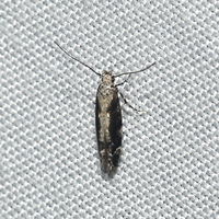 Coleotechnites florae