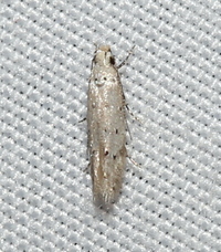 Coleotechnites new species