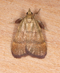 Condylolomia participialis
