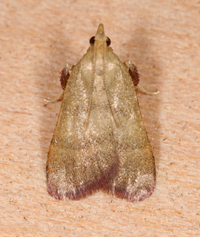 Condylolomia participialis