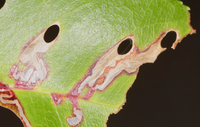 Coptodisca splendoriferella