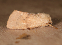 Cosmia calami