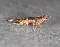 Cosmopterix nitens