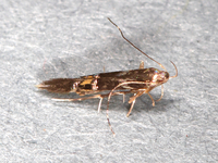 Cosmopterix nitens