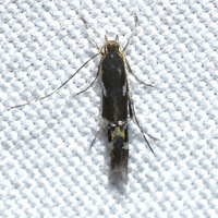 Cosmopterix nitens
