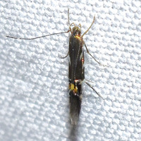 Cosmopterix nitens